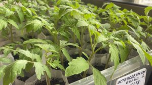 Рассада перерастает. Погода подводит. Растюшки вытягиваются…