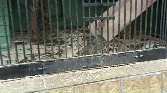 Снежный барс Ирбис хочет гулять Питер зоопарк Snow leopard Irbis wants to go for walk St. Peter Zoo
