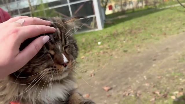 Куаркот весна 2026