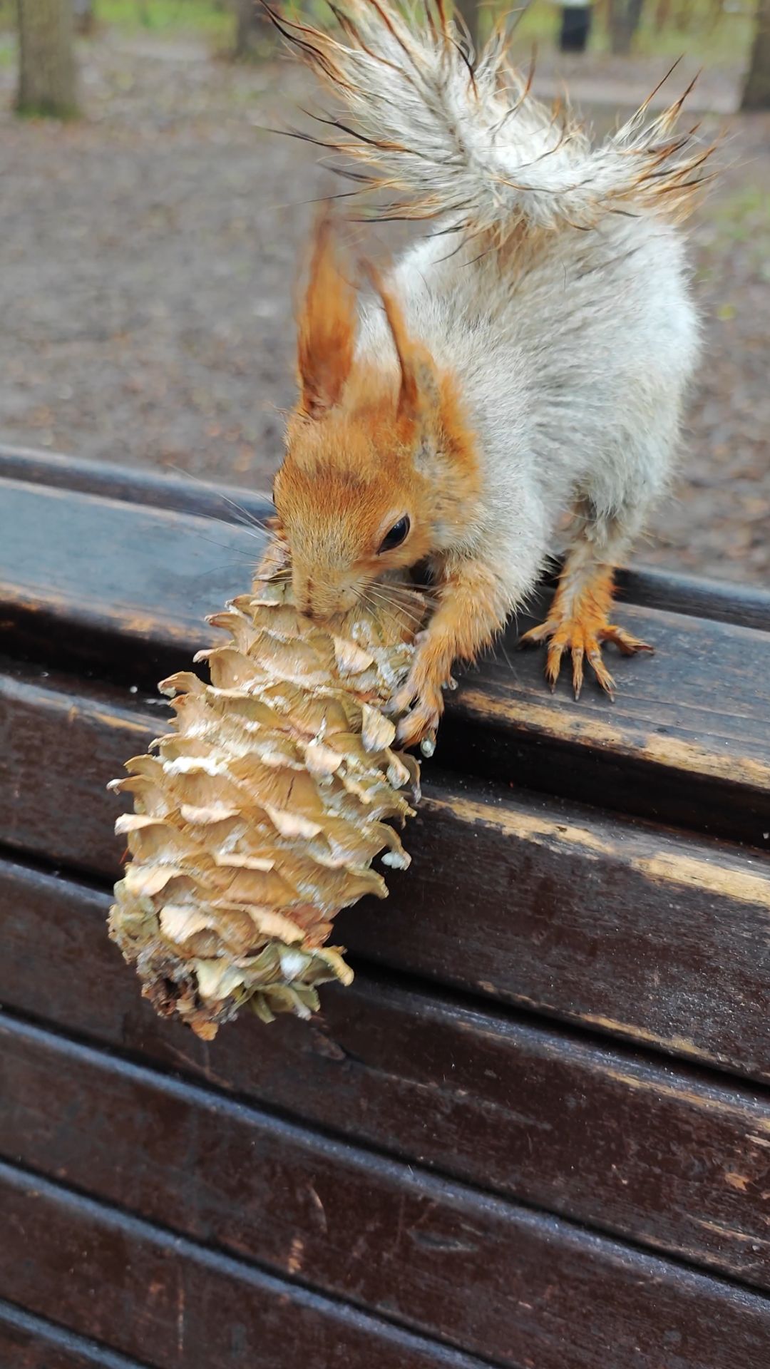 Белка нашла большую шишку
