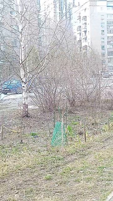 Рубрика что растёт