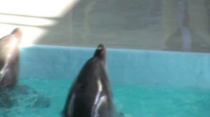 84)ё ЛАЗАРЕВСКОЕ ДЕЛЬФИНАРИЙ