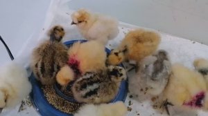 Апрель холодный. Цыплята, утята, обложилась малышней в брудерах.