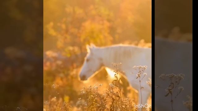 Лошадиная лирика-автор Владимир Ростов, видеомонтаж Ольги Худяковой (Ольга Мира)