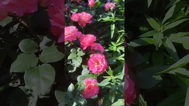 Цветение роз