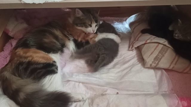 VID_20260423_115115.mp4