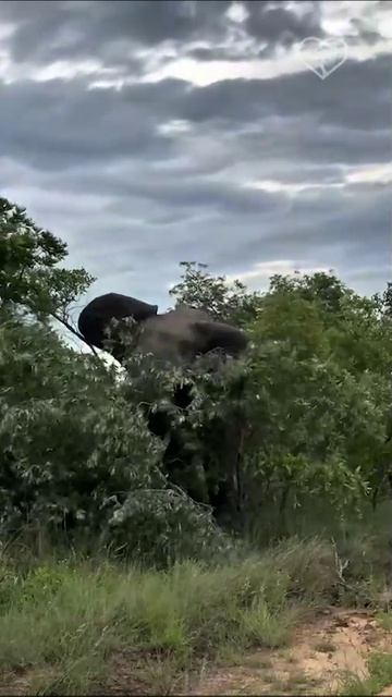 Необузданная мощь… 🐘🔥