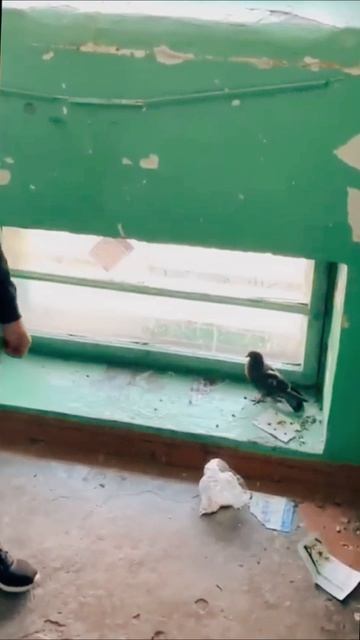 Доброе сердце — Безумный Паша спас раненого голубка