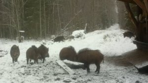 В мире животных: один день с кабанами у кормушки