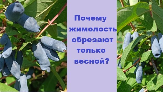 Почему рекомендуется обрезать жимолость ТОЛЬКО ВЕСНОЙ?