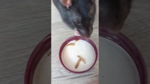 долгожданный ро
лик крыски!!!👌♥️♥️❤️😆