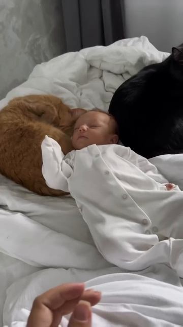 Три кота и Милана