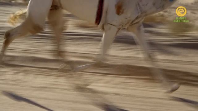 Возвращение верблюдовых. Анонс. Канал В Мире Животных