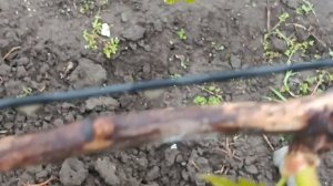 завязь соцветий на дубовском розовом и талдуне.