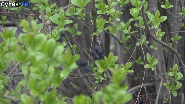 Красота цветов