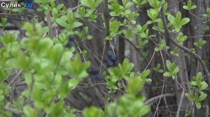 Красота цветов