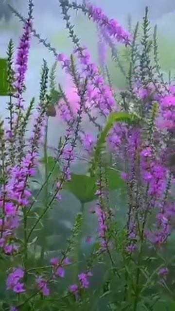 #katyboro #видеооткрытка      #рекомендации #врек #топ #врекомендации