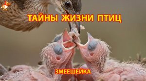 Тайны жизни птиц в природе –  Змеешейка
