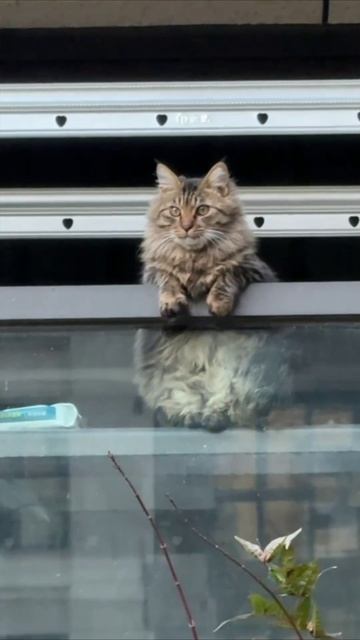 Смешные коты #119-2