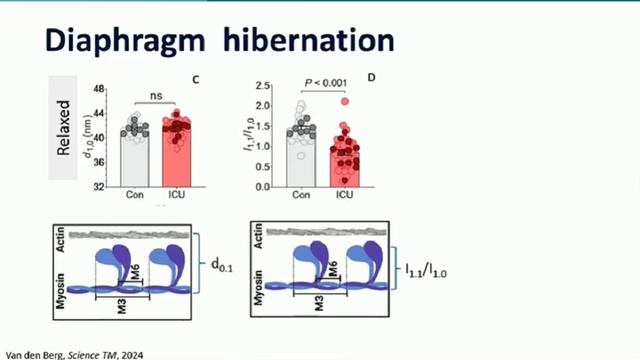 Diaphragm trauma exists during mechanical ventilation Ewan Goligher Leo Heunks ISICEM 45