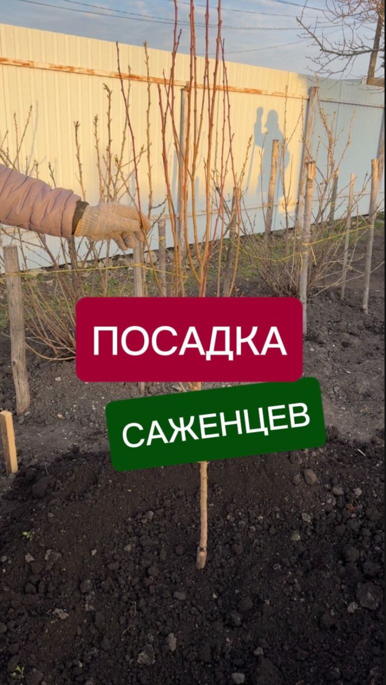 Весенняя посадка: даём саженцу шанс на долгую жизнь