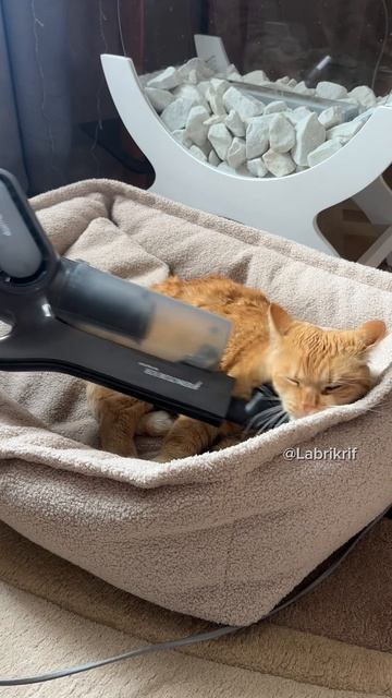 Когда пропылесосила дом и кота заодно 😂