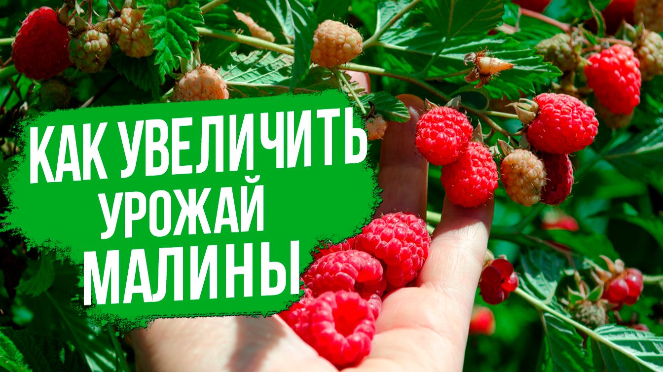 Сделайте ЭТО и урожай малины вырастит в разы!