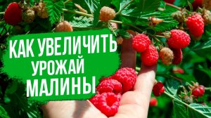 Сделайте ЭТО и урожай малины вырастит в разы!