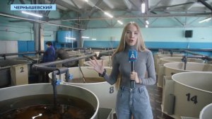 УЗИ для 400 особей осетра провели на Чернышевском рыбоводном заводе