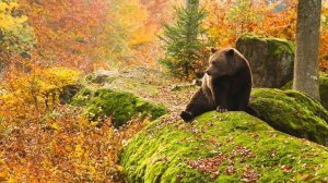 Коран сура Ат-Тур чтец Мухаммад аль-Факих