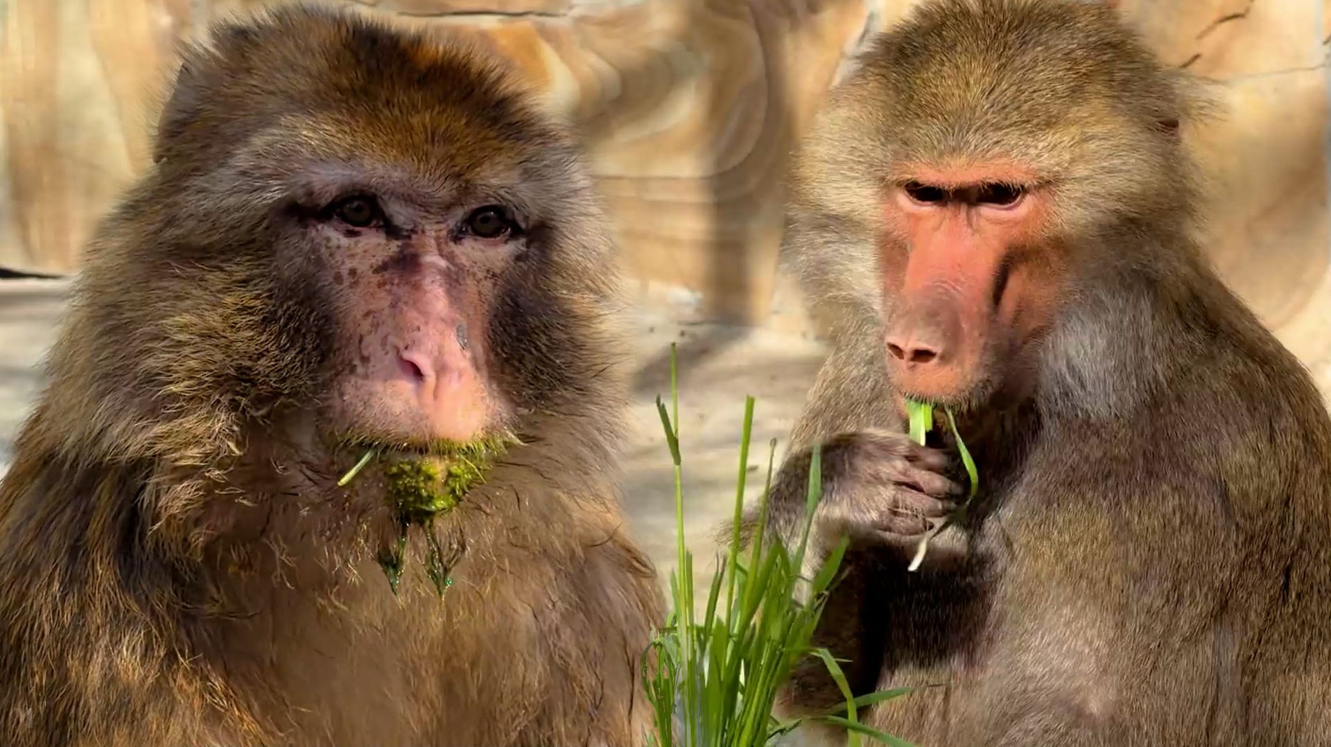 ЗЕЛЕНЫЙ МАГОТ! Успокоительная трава для Вени! Харизматичная Бабка, смешной Батя и разговорчивый Жак!