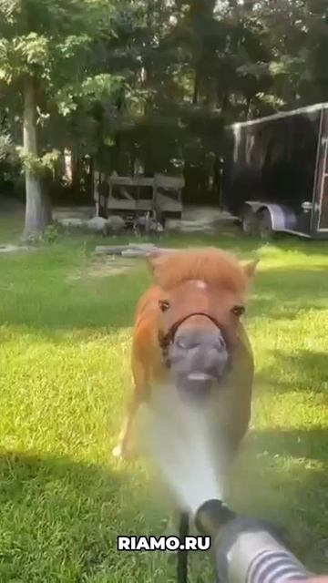 Лошадиная подборка