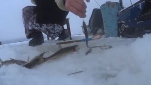 НАЦЕПИЛ НАЖИВКУ С ТУАЛЕТА И РЫБА СТАЛА ВЫБИВАТЬ УДОЧКУ ИЗ РУК!