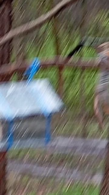 Белочка ест семечки выглядывая из окошек кормушки. Грецкий орех и белочка (23.04.26.)