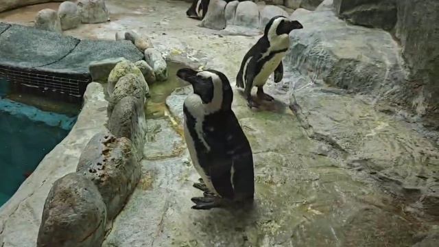 Обзор на Птичек в Клетках с негативом