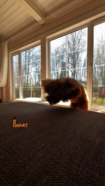 Грация кошки, а вот ловкость?