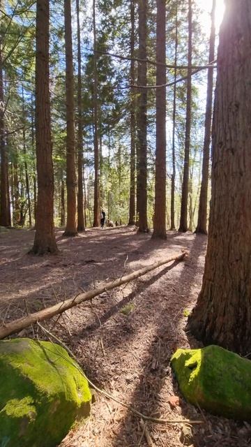 лес камни свободные лошади