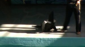 80)ё ЛАЗАРЕВСКОЕ ДЕЛЬФИНАРИЙ