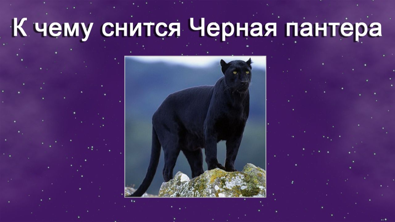 К чему снится Черная пантера - толкование сна
