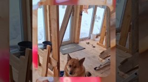 1000056853.mp4 (Собака наблюдает за устройством лестницы на 2-ой этаж в доме А-фрейм)