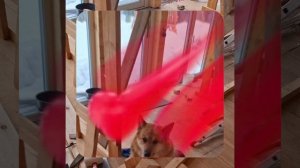 1000056862.mp4 (Собака наблюдает за устройством лестницы на 2-ой этаж в доме А-фрейм)