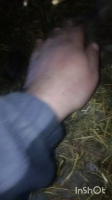 Крольчёнок на 9 день как он выглядит