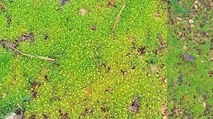 ВЕСЕННИЕ ЦВЕТЫ