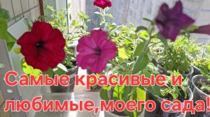 Самые красивые цветы,для моего сада🌺🌺🌺Обзор рассады 22 апреля 2026 год!!!