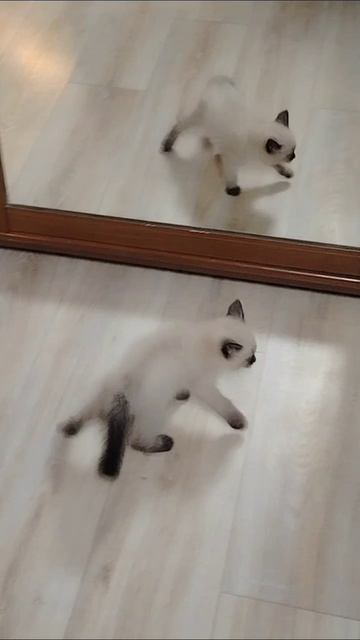 Котёнок Симба нашёл зеркало и увидел отражение