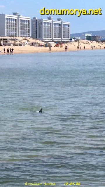 Дельфины в Анапе