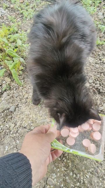 Чёрненькая красавица.
#БелыйАнгел #помощьживотным #вкусняшки