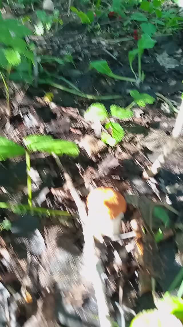 я рут  красавчик