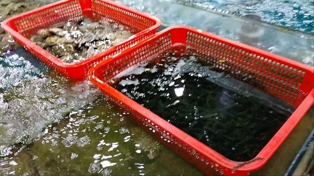 Каких только морских существ здесь нет!