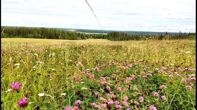 С. Маршак. Голос в лесу. В лесу над росистой поляной...